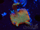 WYSIWYG Montipora digitata