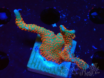 WYSIWYG Montipora digitata