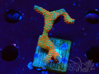 WYSIWYG Montipora digitata