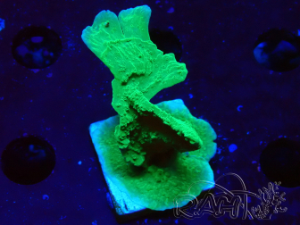 WYSIWYG Montipora Plateau Vert Pomme 1R4