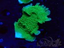 WYSIWYG Montipora Apfelgrün Plateau