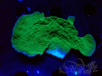 WYSIWYG Montipora Plateau Verde Mela