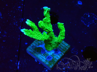 WYSIWYG Montipora stellata