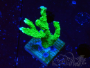 WYSIWYG Montipora stellata