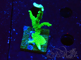 WYSIWYG Montipora stellata 1S2
