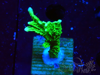 WYSIWYG Montipora stellata 1S3