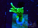 WYSIWYG Montipora stellata