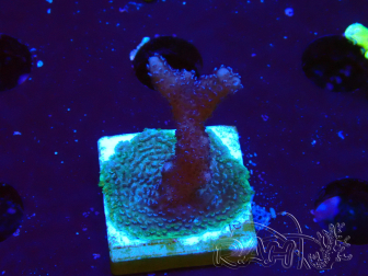 WYSIWYG Montipora Polype Violet