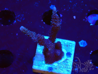 WYSIWYG Montipora Polype Violet