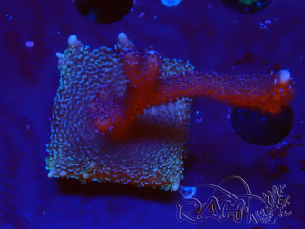 WYSIWYG Montipora Polype Violet