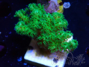 WYSIWYG Pocillopora damicormis jaune vert