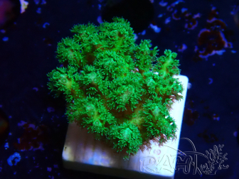 WYSIWYG Pocillopora damicormis jaune vert