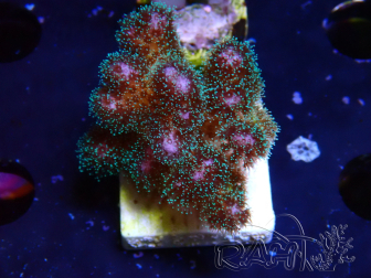 WYSIWYG Pocillopora damicornis rosa