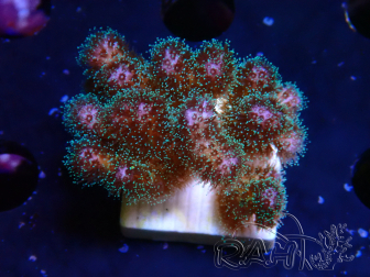 WYSIWYG Pocillopora damicornis rosa