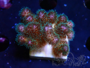 WYSIWYG Pocillopora damicornis rose