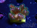 WYSIWYG Pocillopora damicornis  rose