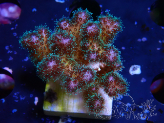 WYSIWYG Pocillopora damicornis rosa