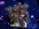 WYSIWYG Pocillopora damicornis  rose
