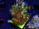WYSIWYG Pocillopora damicormis Gold insane