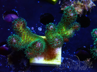 WYSIWYG Pocillopora damicormis Gold insane