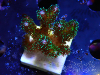 WYSIWYG Pocillopora damicormis Gold insane 1D6