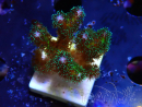 WYSIWYG Pocillopora damicormis Gold insane 1D6