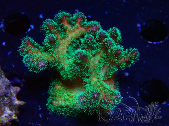 WYSIWYG Pocillopora damicornis tricolor