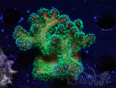 WYSIWYG Pocillopora damicornis tricolor