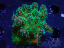 WYSIWYG Pocillopora damicormis tricolor