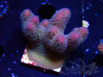 WYSIWYG Stylophora pistillata Pink