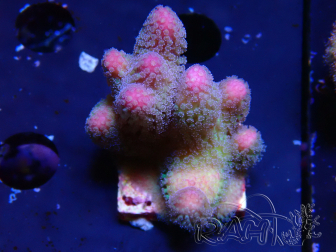 WYSIWYG Stylophora pistillata Pink 1F3