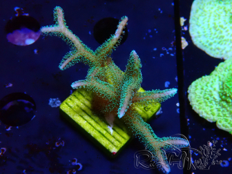 WYSIWYG Seriatopora caliendrum Hybrid (Paradiesvogel-Neon) 1F4