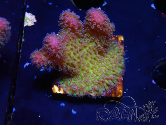 WYSIWYG - Stylophora Pink and Green Bush