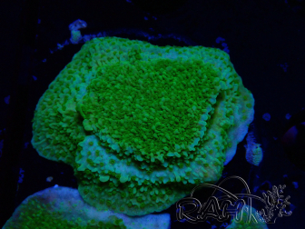 WYSIWYG Montipora Platte Gelb/Grün