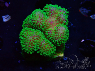 WYSIWYG Stylophora Rose polypes vert fluo
