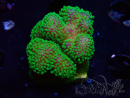 WYSIWYG Stylophora Rose polypes vert fluo