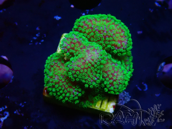 WYSIWYG Stylophora Rose polypes vert fluo