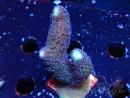 WYSIWYG Stylophora milka