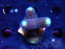 WYSIWYG Stylophora milka 1I4