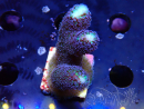 WYSIWYG Stylophora milka