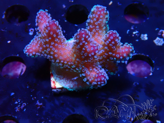 WYSIWYG Stylophora Pink Blue Polyps