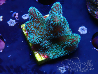 WYSIWYG RAH Stylophora Metallic Blue