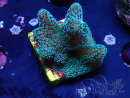 WYSIWYG RAH Stylophora Metallic Blue