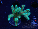 WYSIWYG Seriatopora caliendrum Electric Green