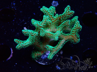 WYSIWYG Seriatopora caliendrum Electric Green