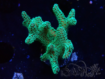WYSIWYG Seriatopora caliendrum Electric Green
