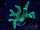 WYSIWYG Seriatopora caliendrum Electric Green 1L4