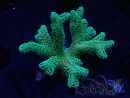 WYSIWYG Seriatopora caliendrum Electric Green
