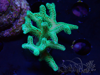 WYSIWYG Seriatopora caliendrum Electric Green 1L6