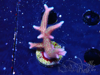 WYSIWYG Seriatopora caliendrum Pink